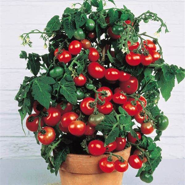 Tiny Tim Tomato Plant from Dwarf Cherry Heirloom Seeds