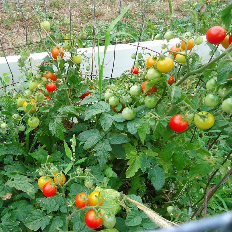 Tiny Tim Cherry Tomatoes on Vine Heirloom Dwarf Fruits