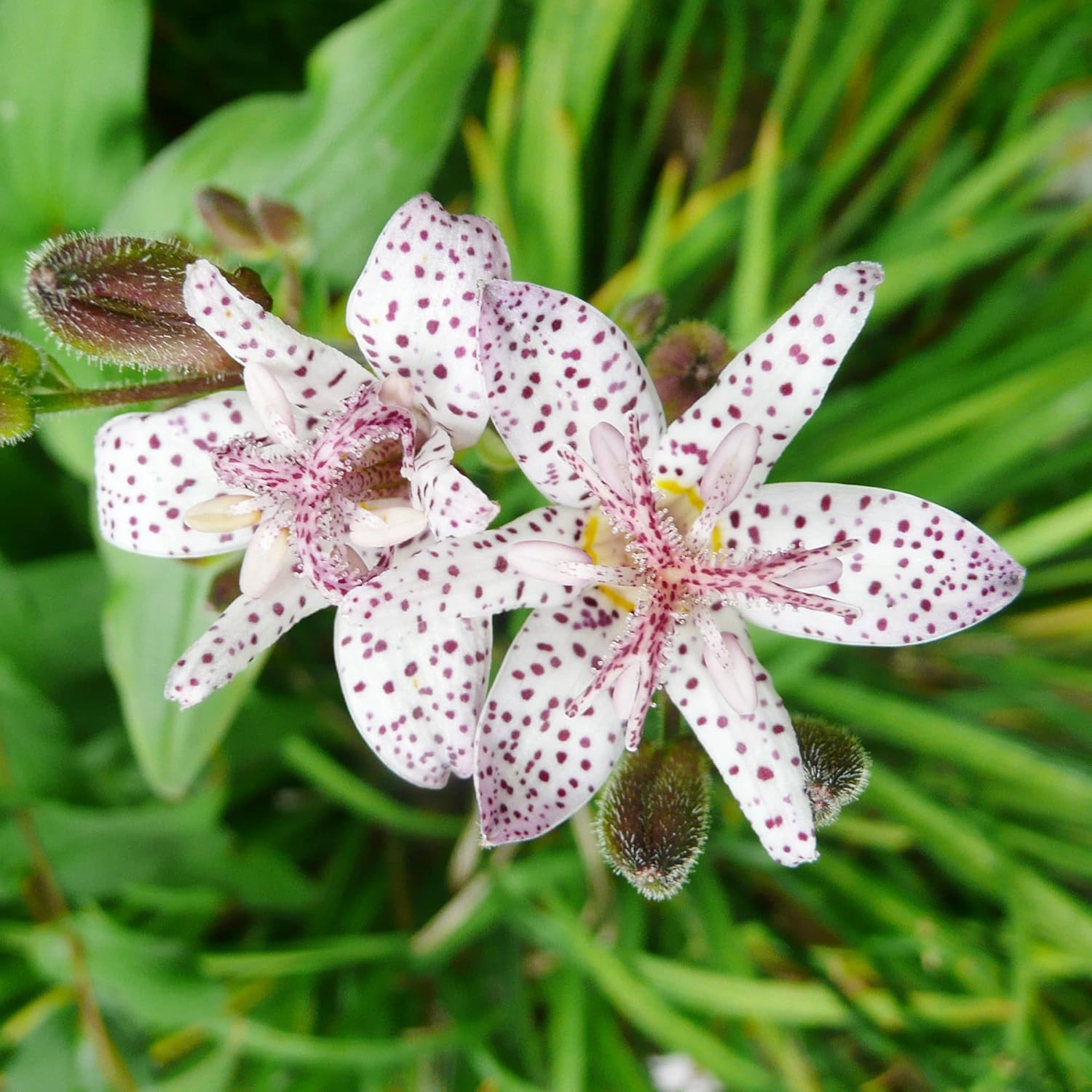 Toad Lily Plants in Shaded Garden Bed from Seeds