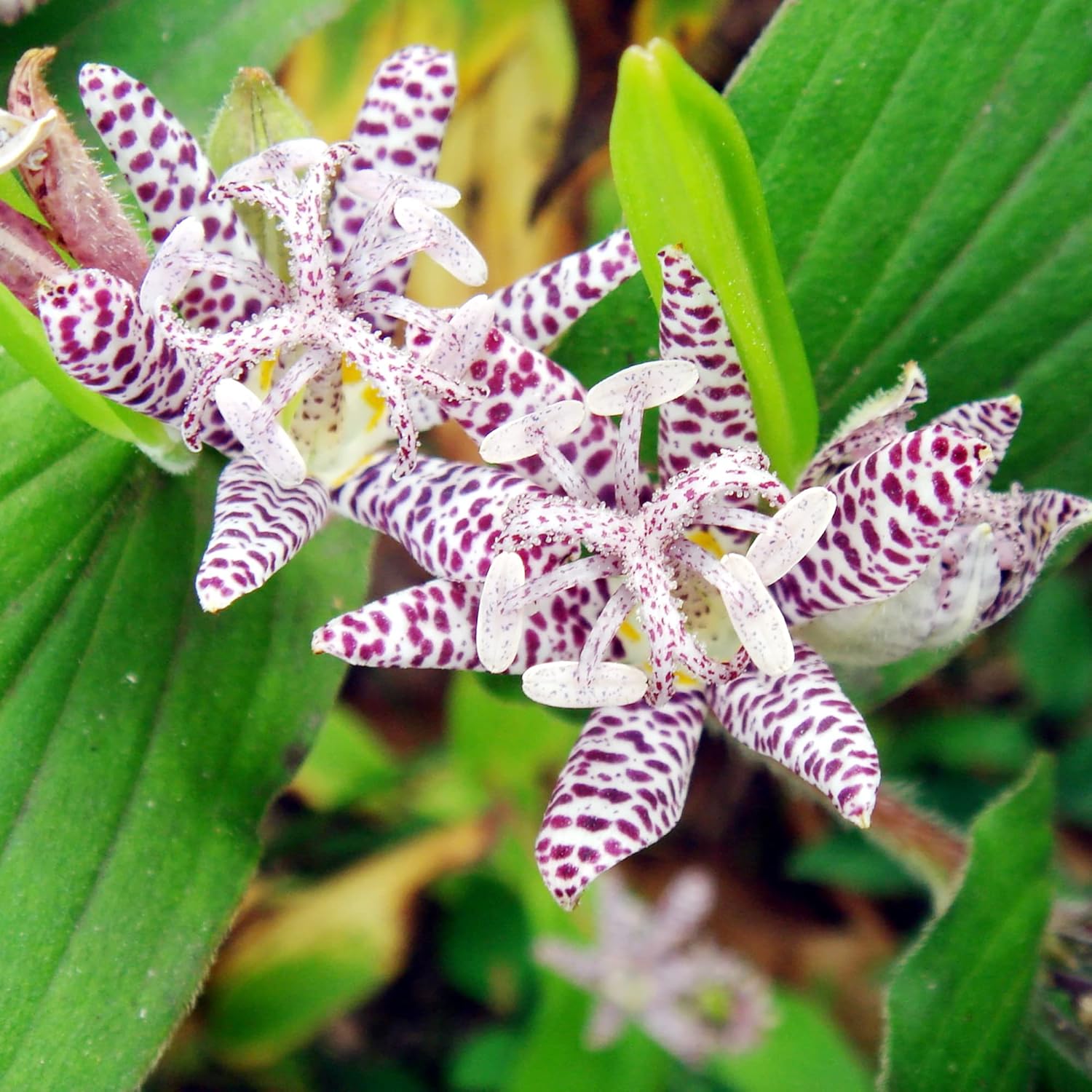 Mature Japanese Toad Lily Plant Grown from Seeds