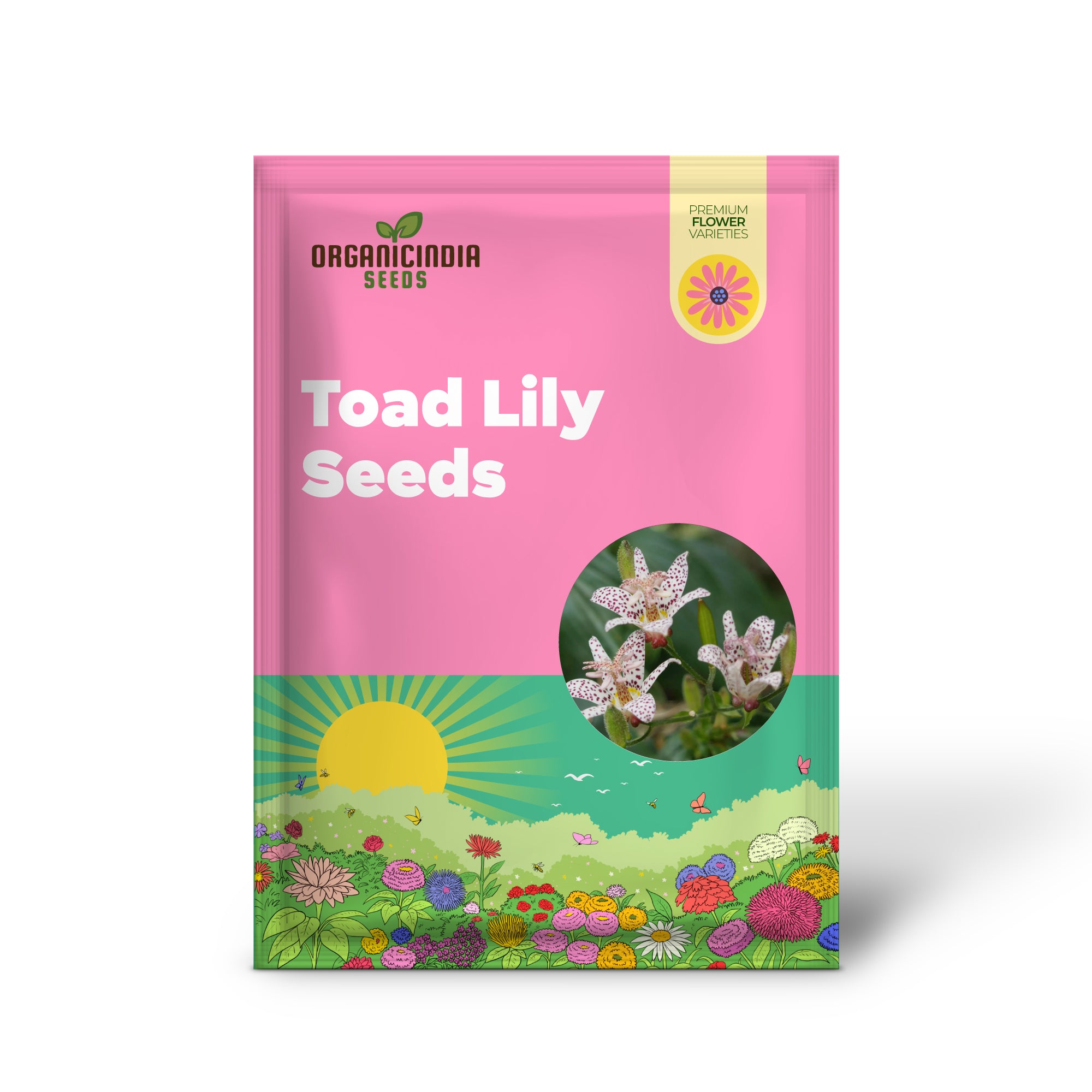 Toad Lily Seed Germination Stages for Home Garden