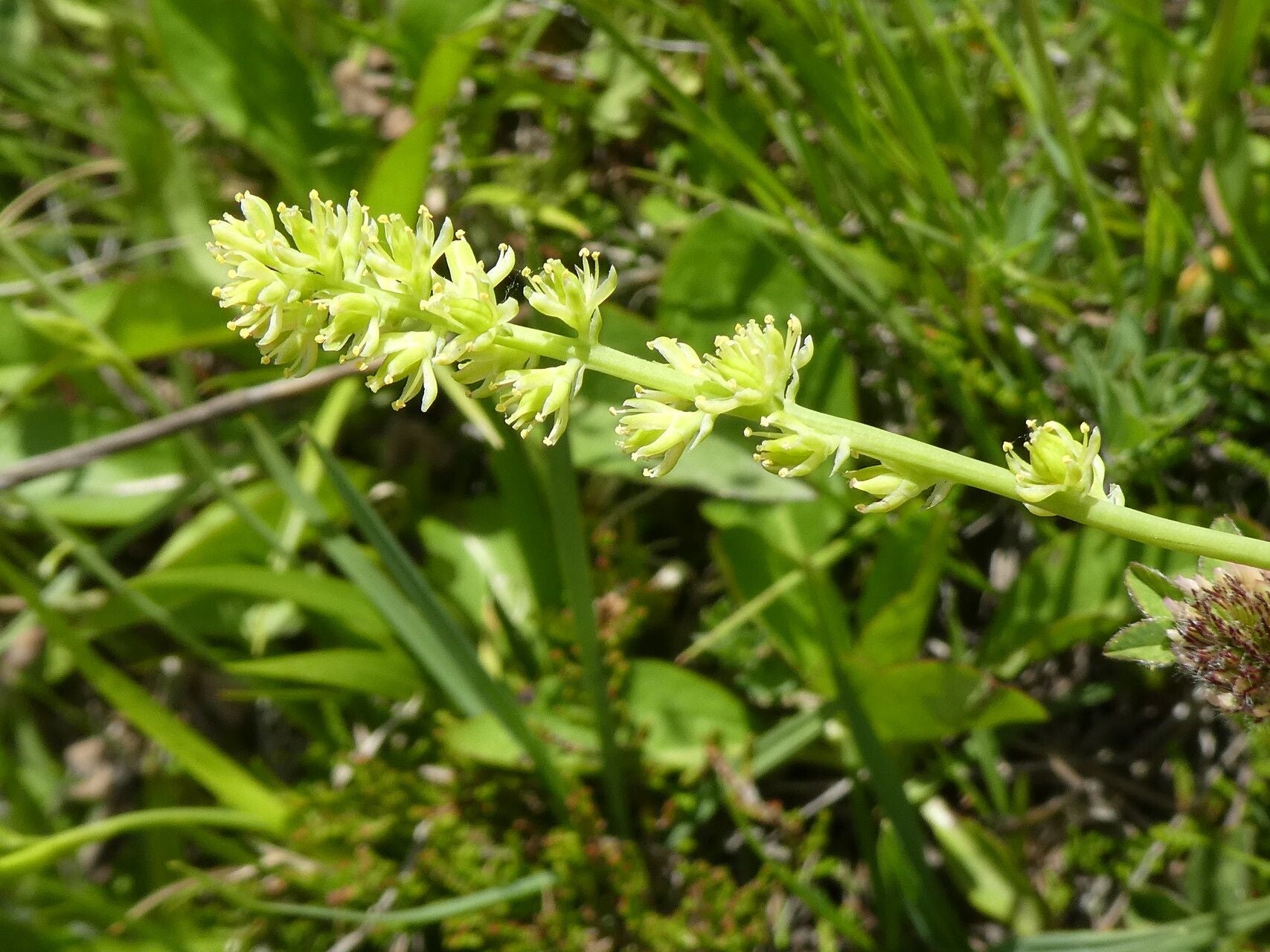 Tofieldia calyculata seeds sprouting into healthy seedlings