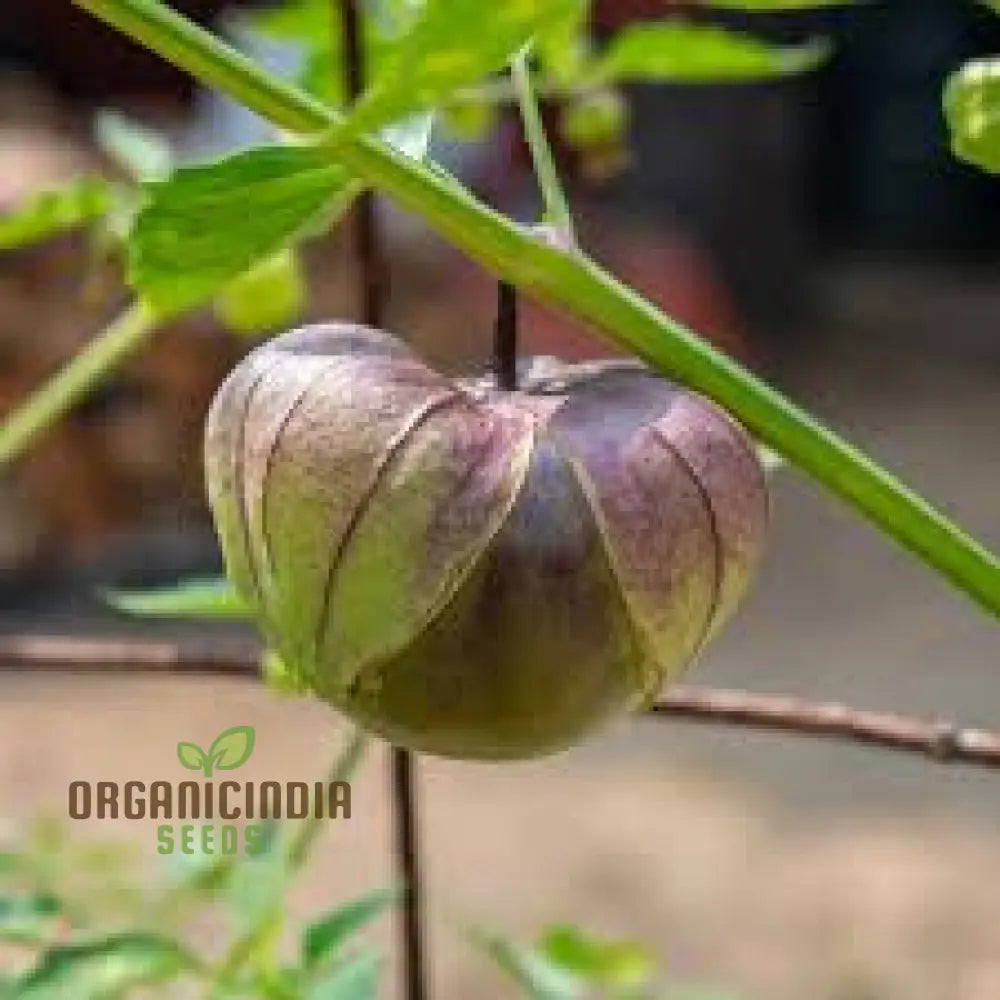 De Milpa Tomatillo Seeds for Planting, Heirloom Tomatillo Variety for Home Gardens
