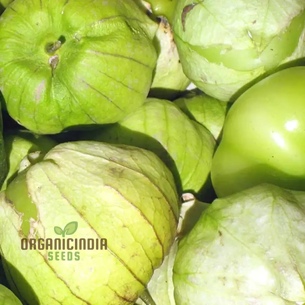 Harvested Tomatillo Verde from Seeds, Tangy and Flavorful Fruits