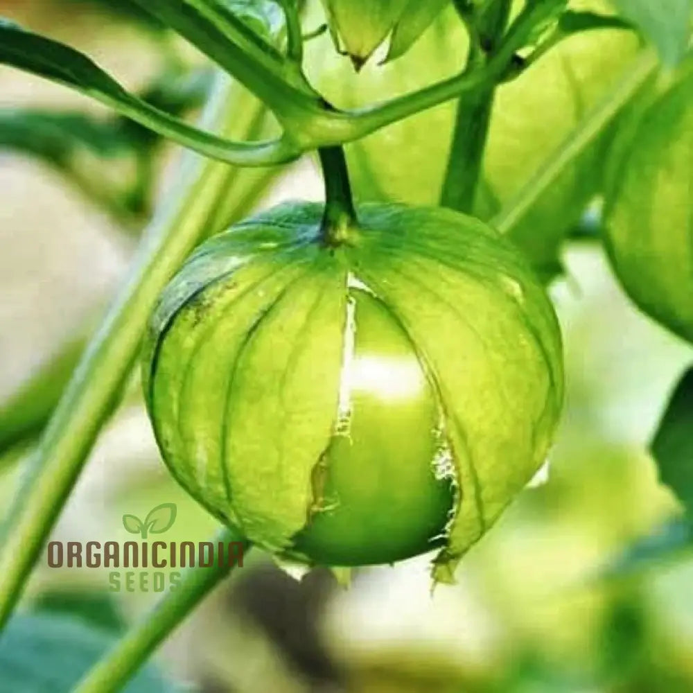 Mature Tomatillo Verde Plant from Seeds, Bushy High-Yield Vegetable