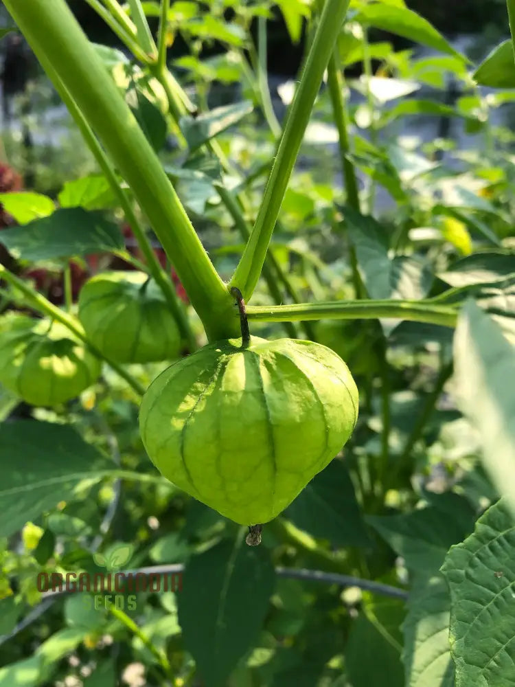 Tomatillo Verde Seeds for Home Garden, Flavorful Vegetable Seeds