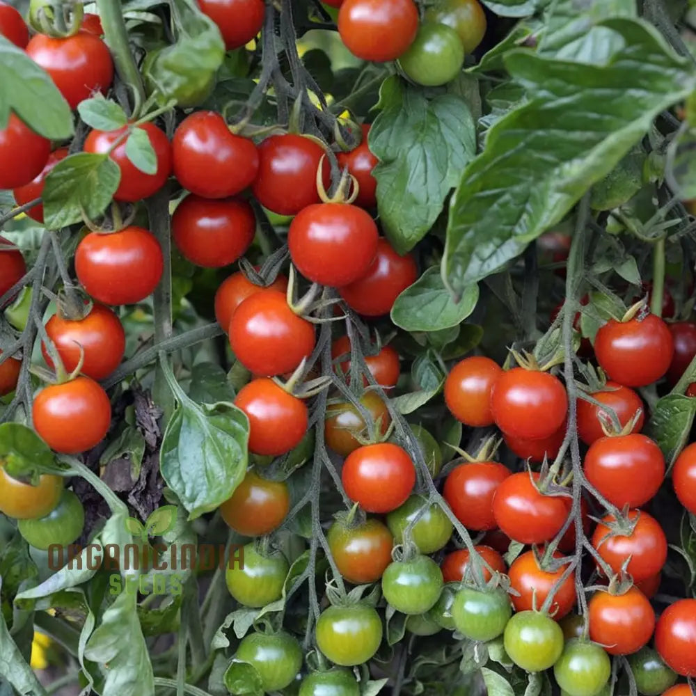 Ripe Alicante Tomatoes Growing on Plant, Fresh and Flavorful