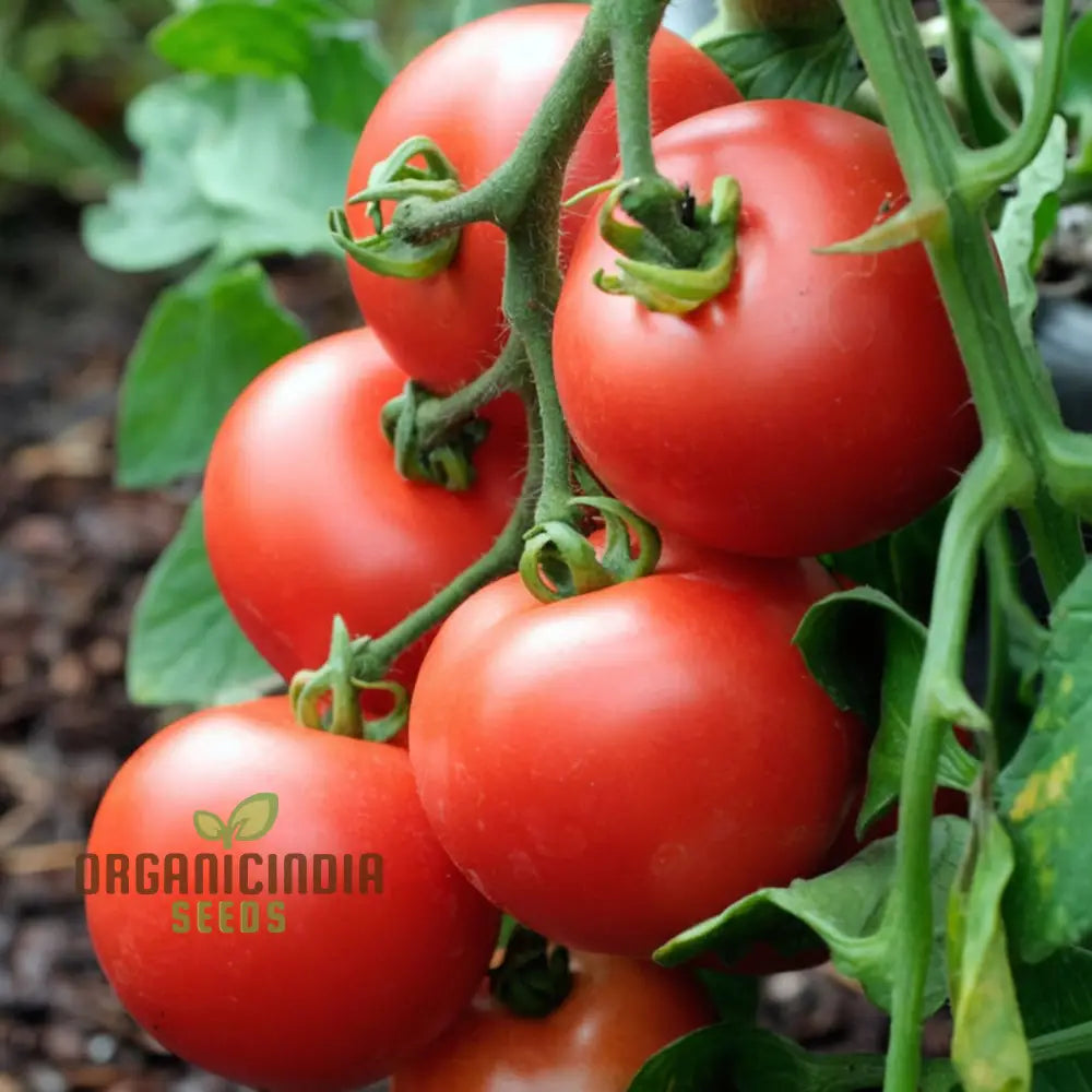Tomato Alicante Seeds for Garden, Easy-to-Grow Classic Tomato Seeds
