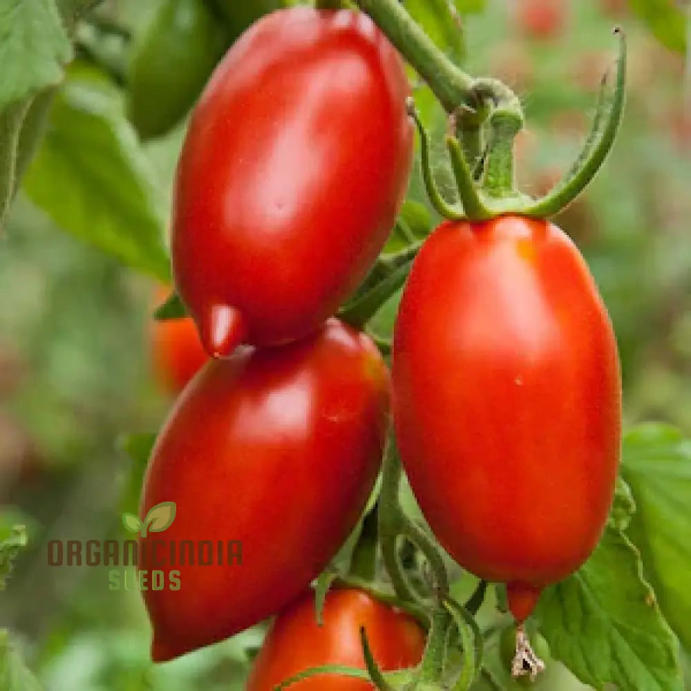 Mature Amish Paste Tomato Plant from Seeds, Juicy Red Tomatoes