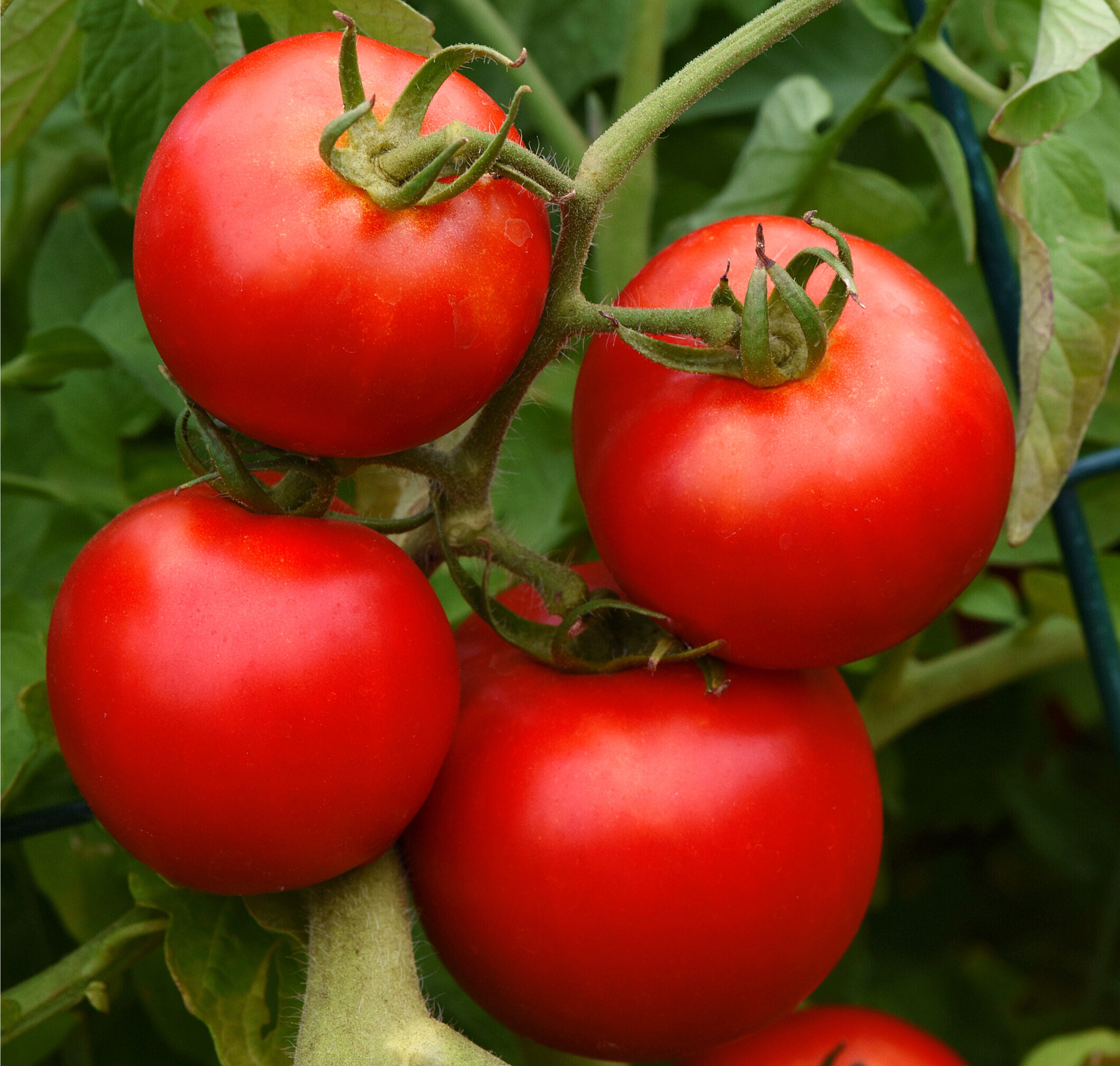 Mature Big Boy Tomato Plant from Seeds, Tall and Productive