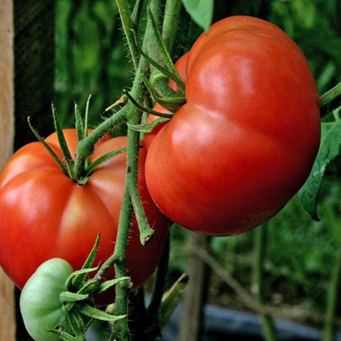 Big Boy Tomato Seeds for Home Garden, High-Yield Juicy Tomatoes
