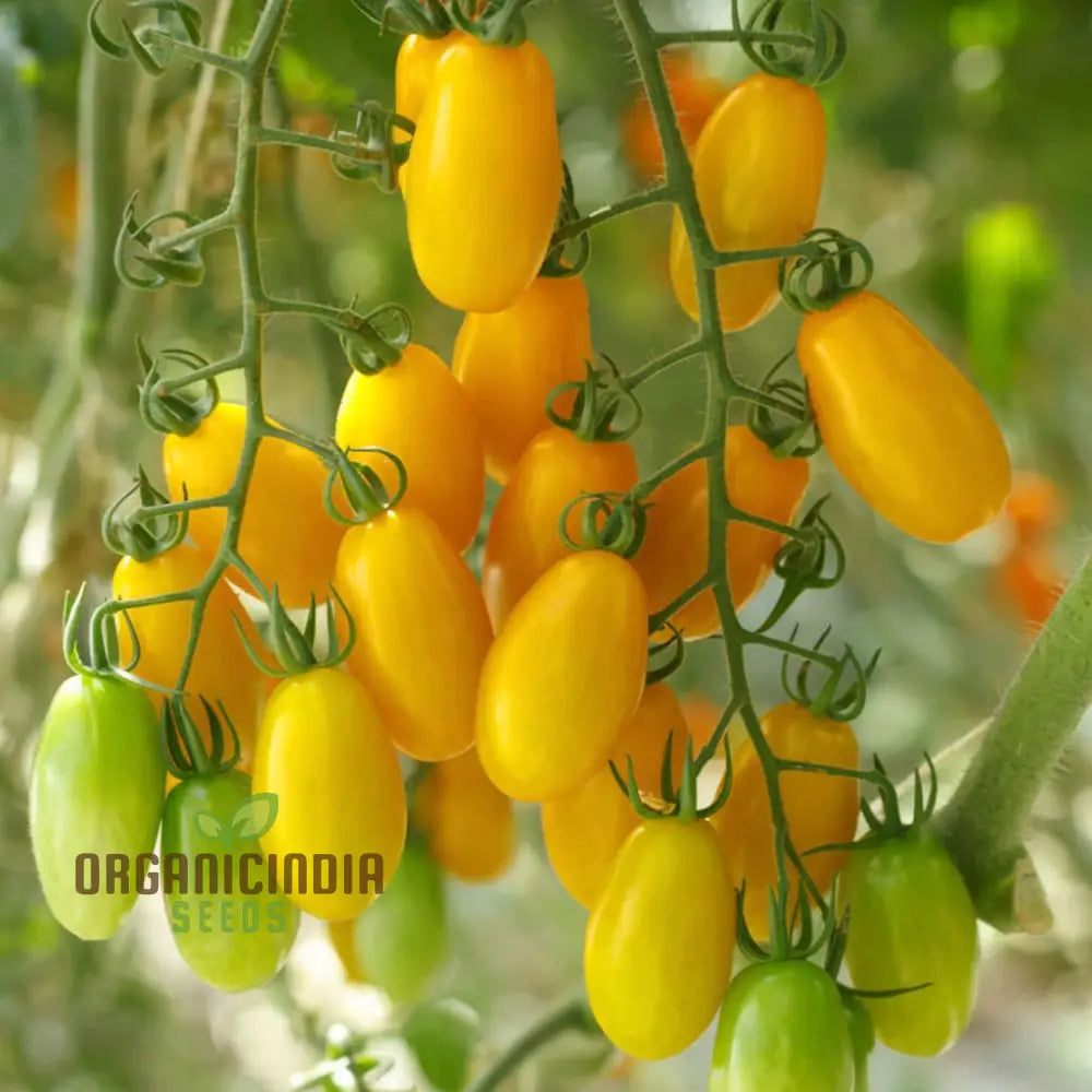 Juicy Tomato Bliss F1 Fruits from Seeds, Flavorful Home Garden Tomatoes