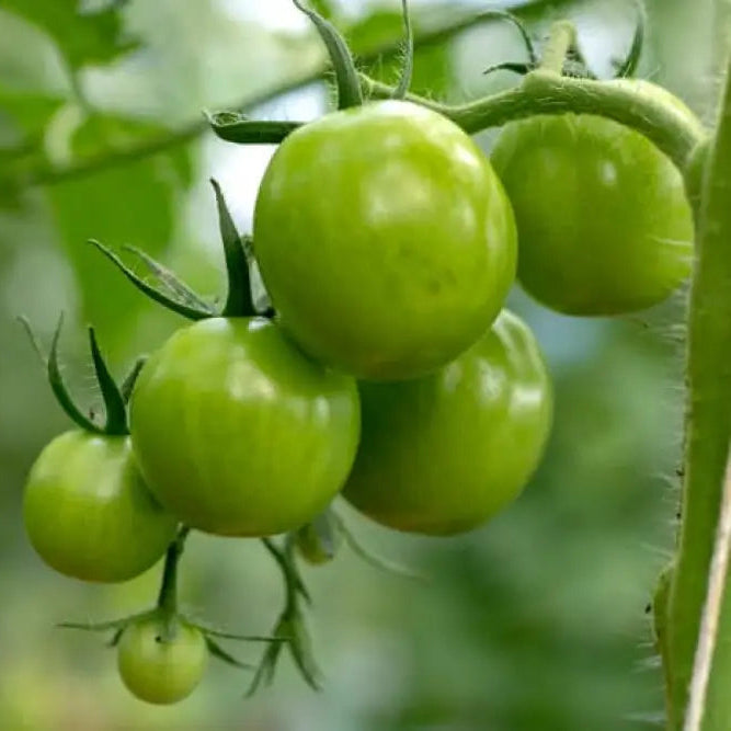 Healthy Tomato Plant from Dwarf Beryl Beauty Seeds, Compact Garden Variety