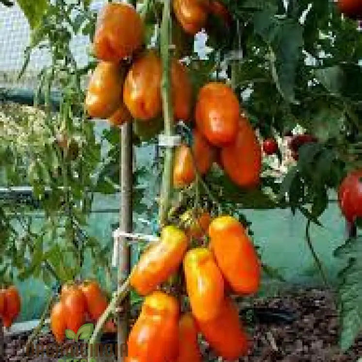 Tomato Eight Ball Eros Seeds For Your Gardening Needs | Buy Online