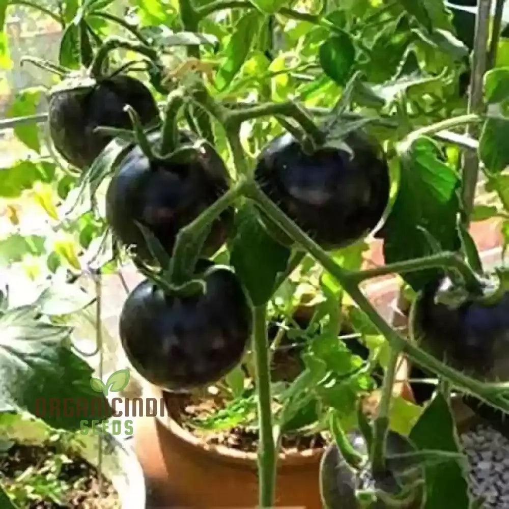 Mature Eight Ball Tomato Plant with Fruits from Seeds