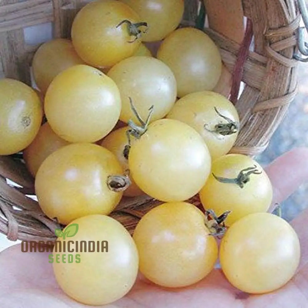 Fresh Ice Tomatoes on Vine, High-Yield Tomato Seeds