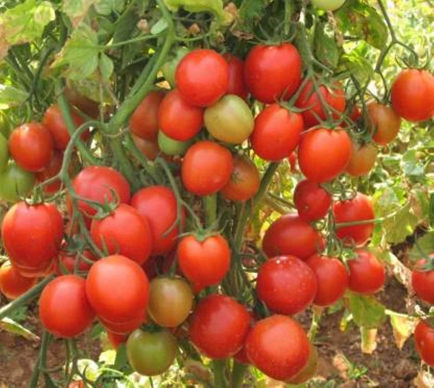 tomato-garden-bed-seeds