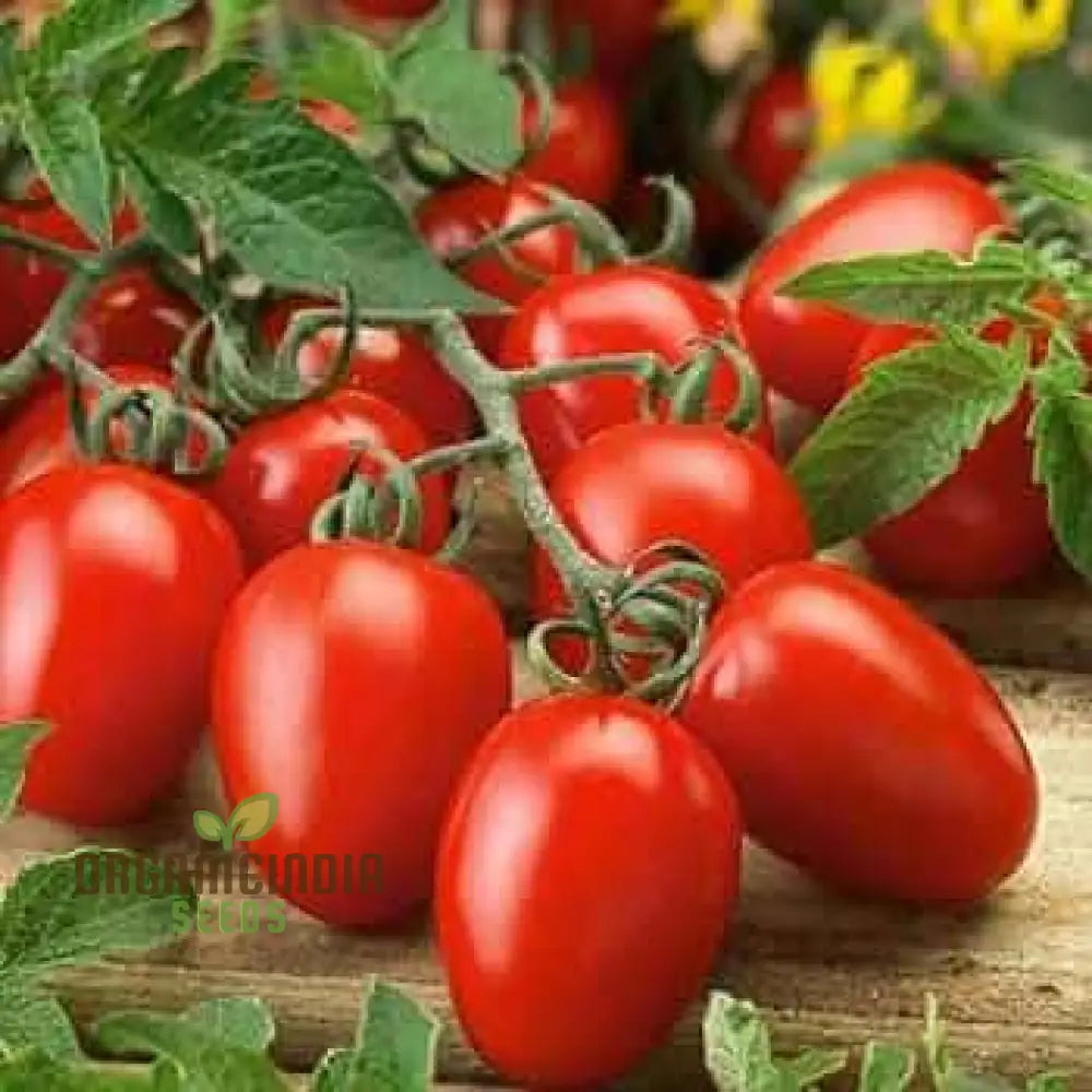 Mature Tomato German Red Strawberry Plant from Seeds, Vibrant Indeterminate Vine