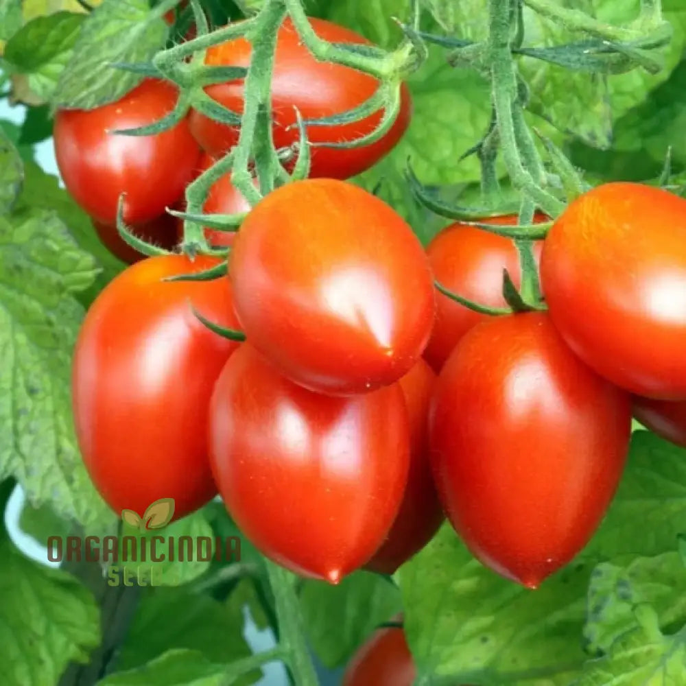 Tomato German Red Strawberry Seeds for Planting, Heirloom Tomato Seeds