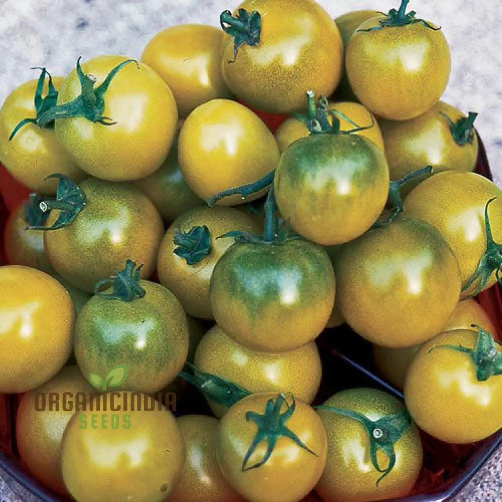 Green Grape Tomato Seeds for Planting, Heirloom Grape Tomato Seeds