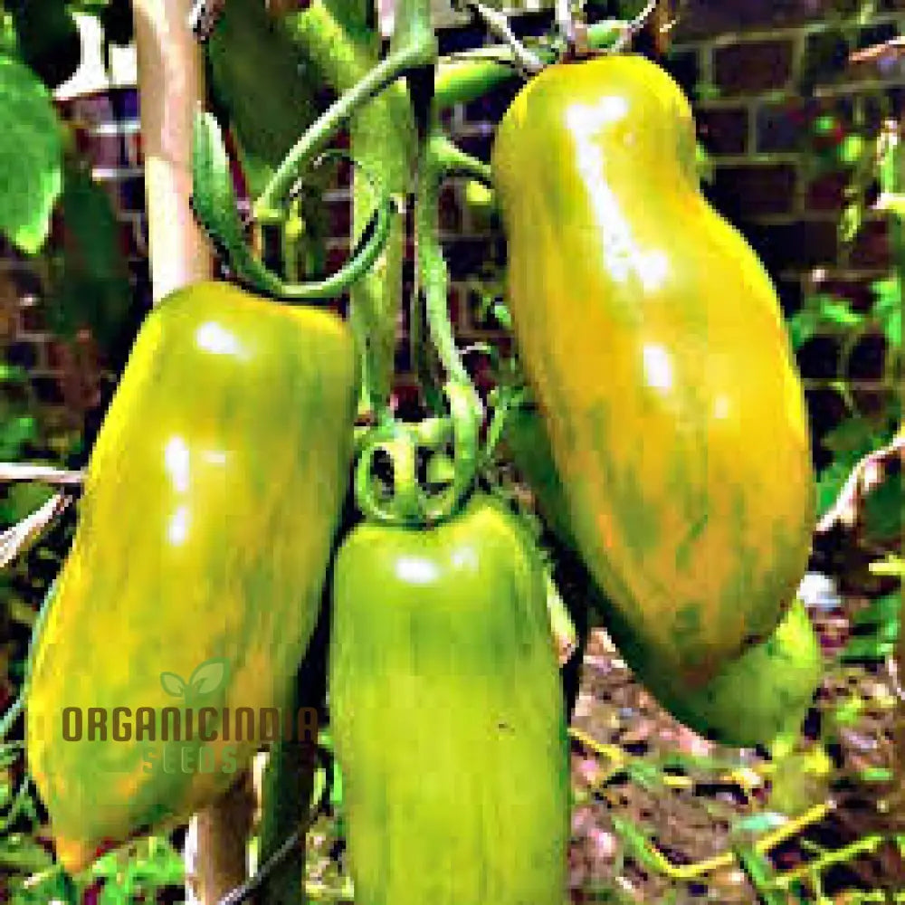 Green Sausage Tomato Plant from Premium Seeds