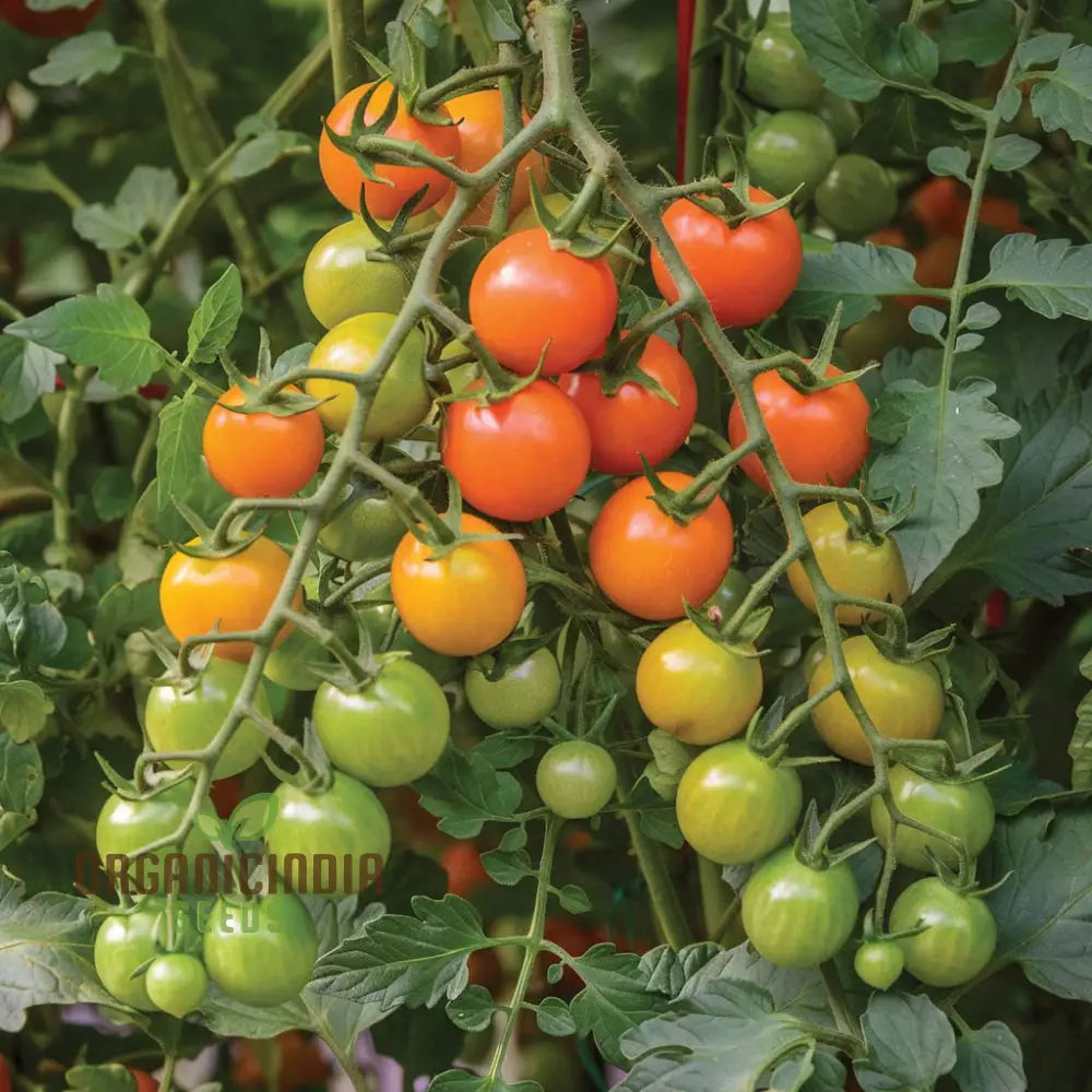 Honeycomb Tomato Seeds Packet, High-Yield Non-GMO Seeds for Planting