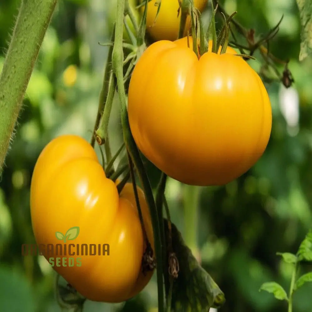 Close-Up of Ilse's Yellow Latvian Tomatoes, Heirloom Yellow Tomato Seeds