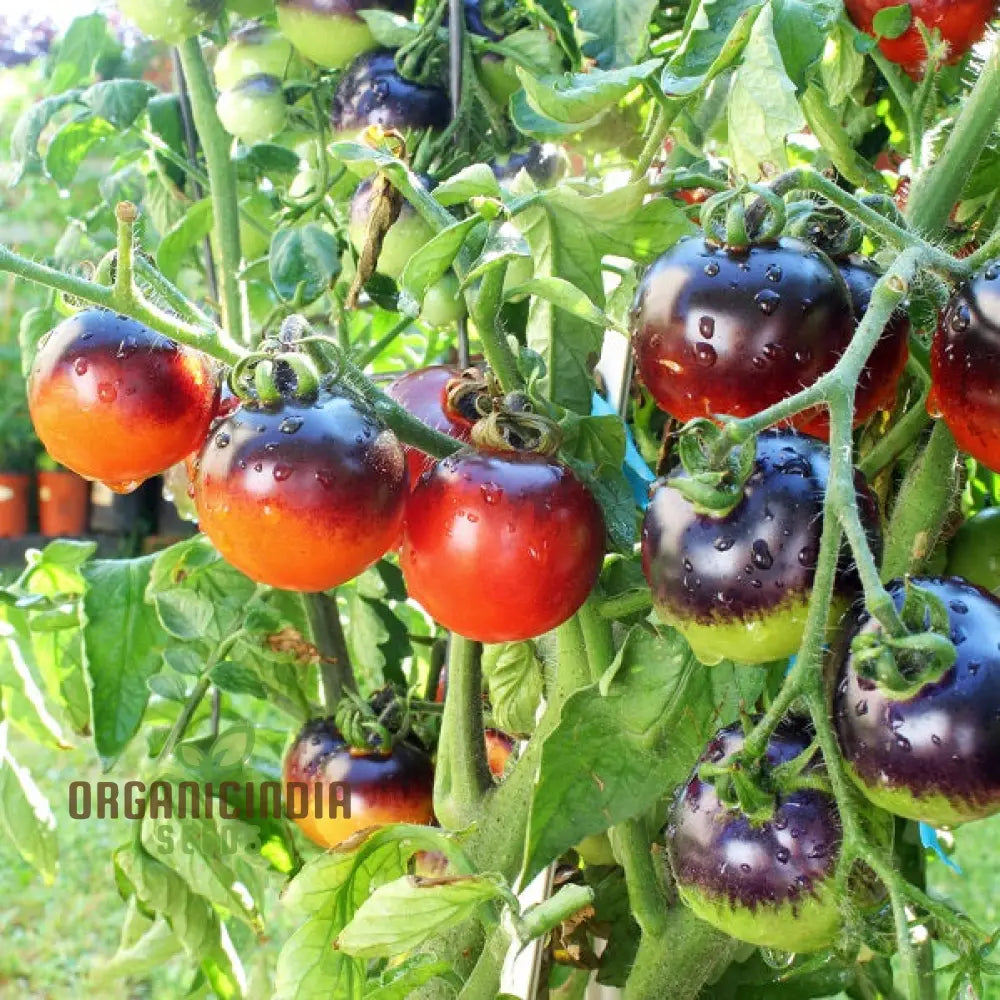 Indigo Cherry Drops Tomato Seeds for Planting, Heirloom Cherry Tomato Seeds
