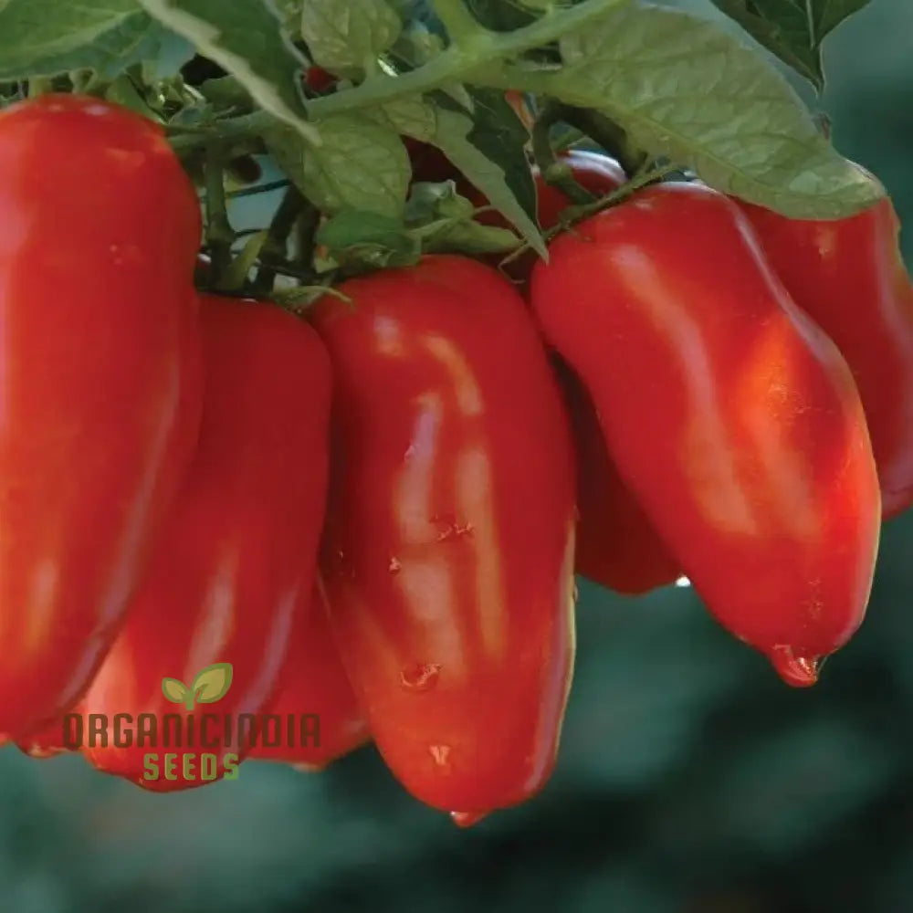 Ripe Jersey Devil Tomatoes from Seeds, Rich and Meaty Texture