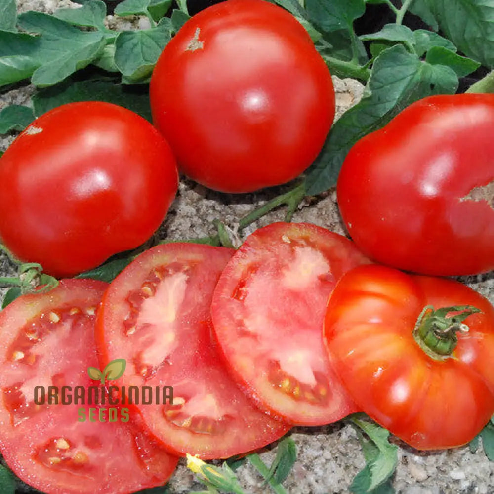 John Baer Tomato Seeds for Planting, Premium Heirloom Tomato Seeds