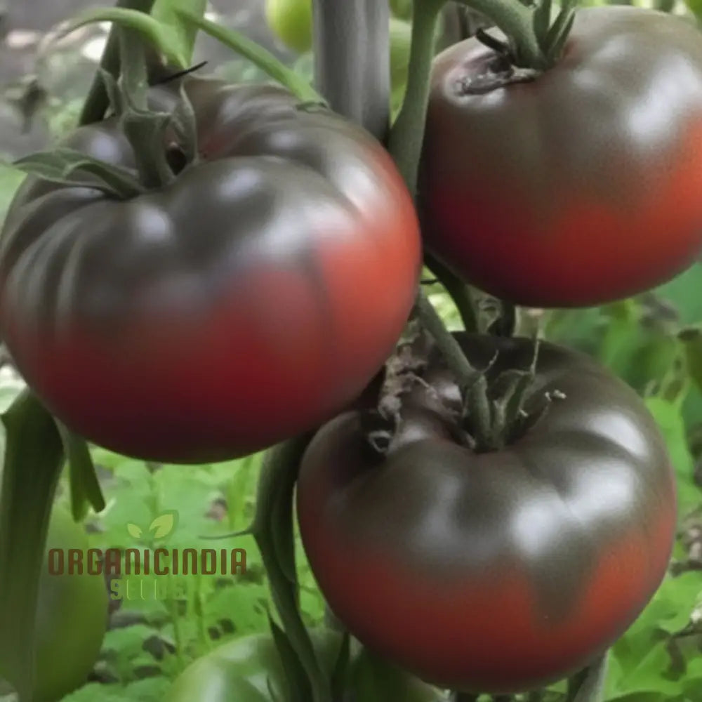 Mature Tomato Medusa Plant from Seeds, Vibrant and Unique Fruits