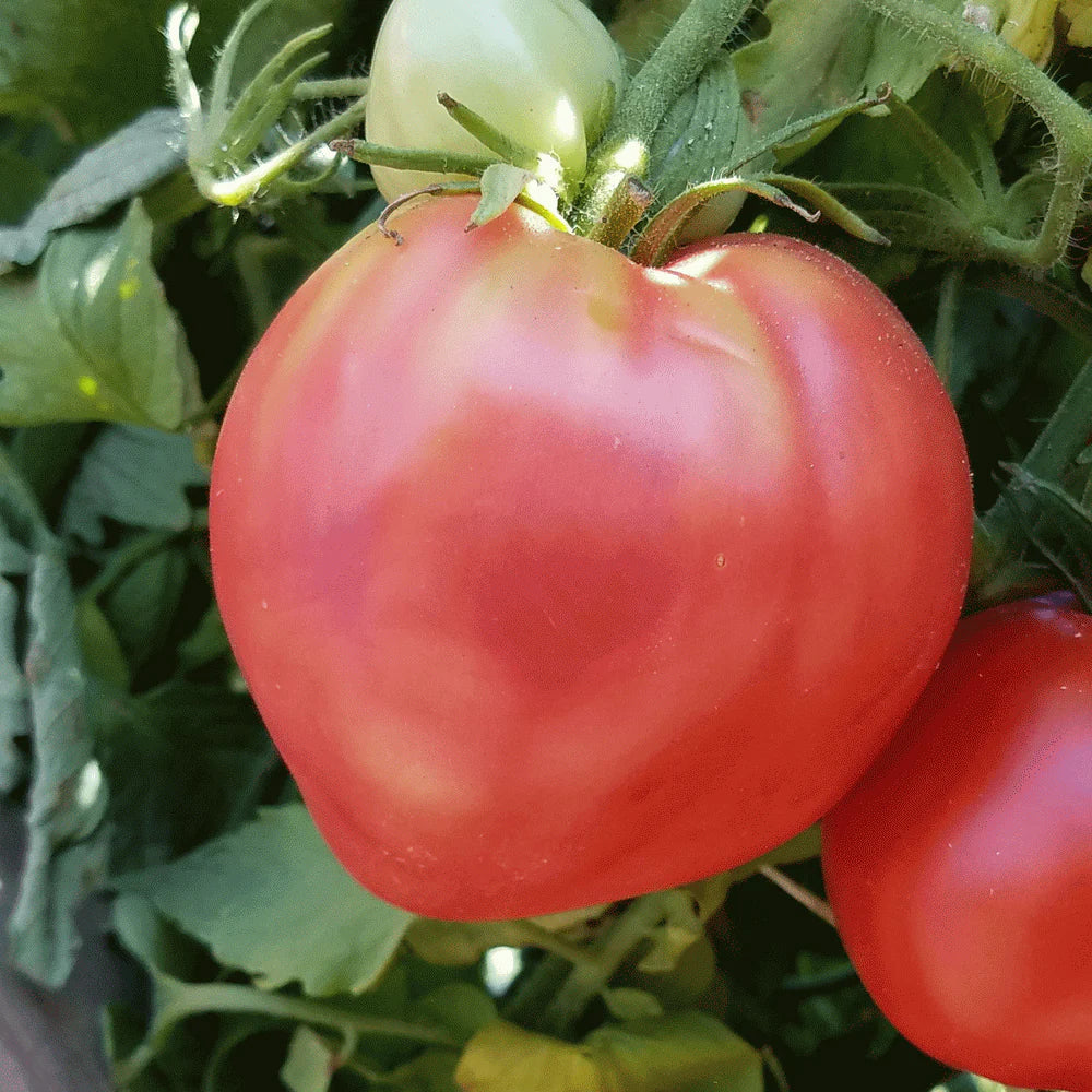 Mature Oxheart Tomato Plant from Seeds, Indeterminate Variety