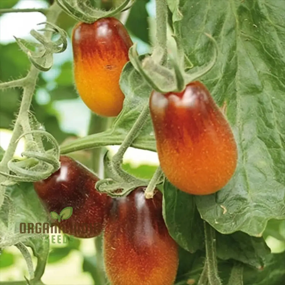 Ripe Yellow Pear Drops Tomatoes on Vine, Sweet Cherry Tomato Seeds