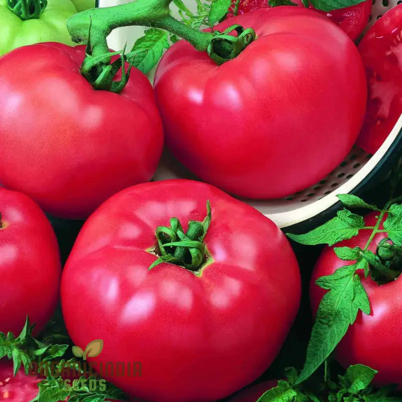 Tomato Plants in Garden from Chef’s Choice Pink F1 Seeds