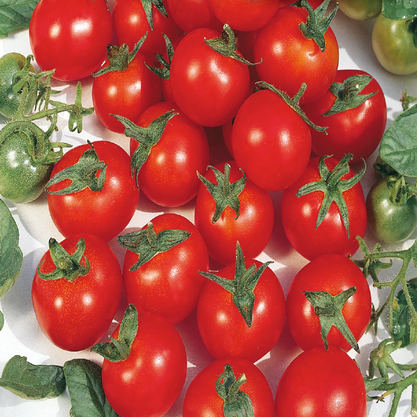 Principe Borghese Tomato Plant from Italian Heirloom Seeds