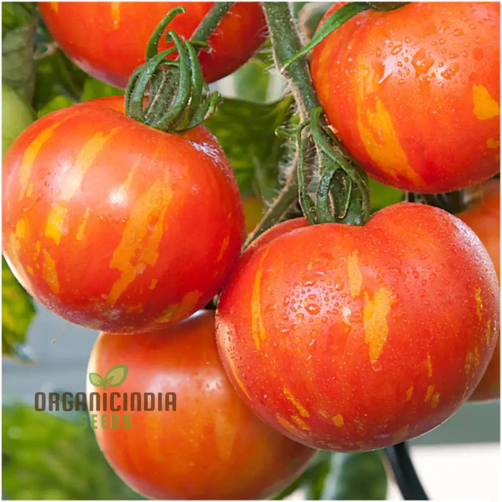 Tomato Red Zebra Seeds for Planting, Heirloom Striped Tomato Seeds
