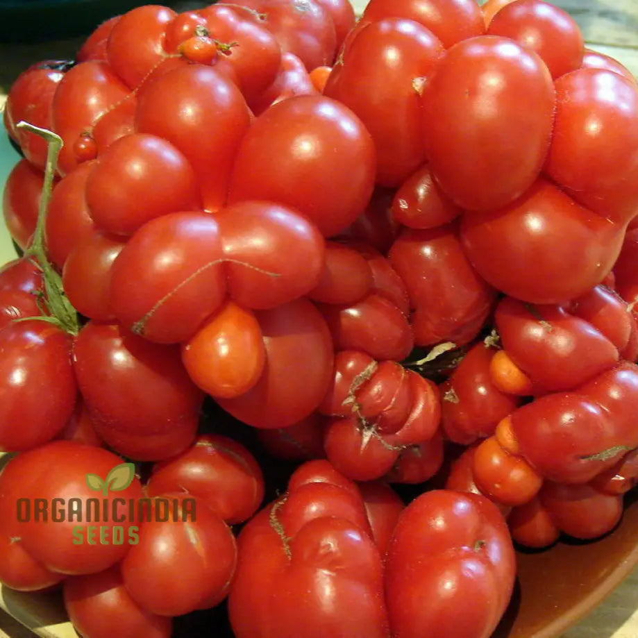Tomato Reise Seeds - Premium Quality For Gardening | Enhance Your Garden Today