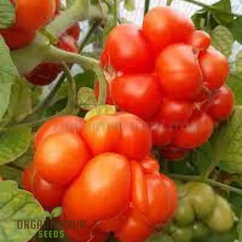 Tomato Reise Seeds - Premium Quality For Gardening | Enhance Your Garden Today