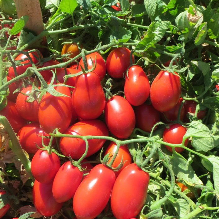 Harvested Roma VF Tomatoes from Disease-Resistant Paste Seeds