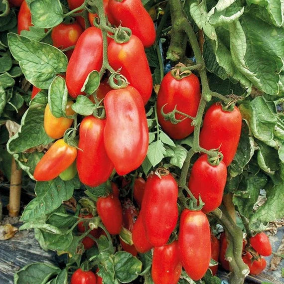 Harvested San Marzano Tomatoes from Seeds, Rich and Flavorful