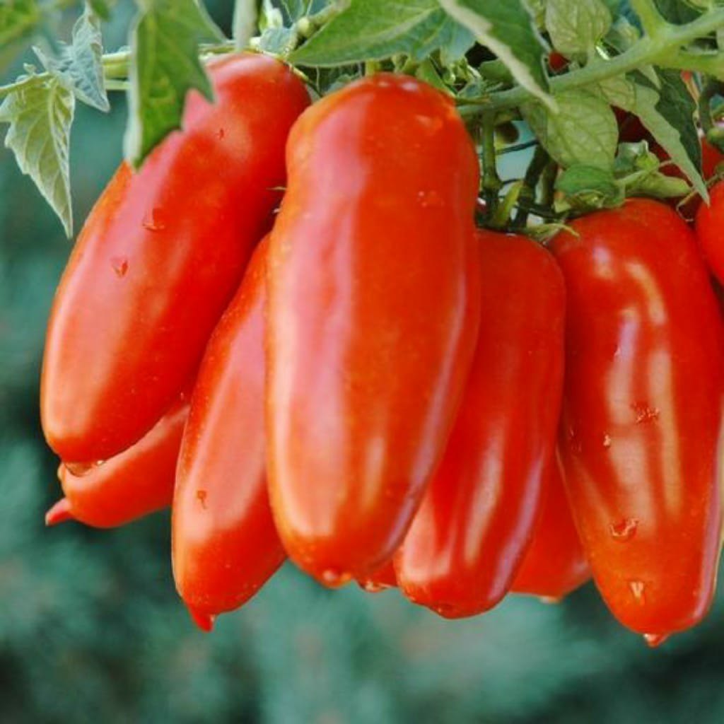 San Marzano Tomato Seeds for Home Garden, Heirloom Plum Tomatoes