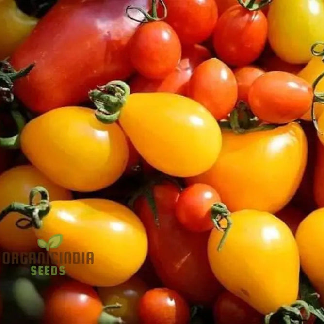 Close view of high quality tomato seeds for home garden planting
