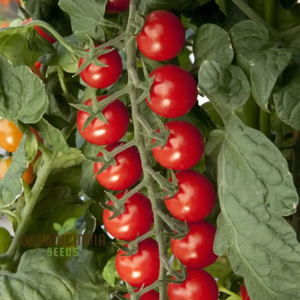 Sugar Gloss Cherry Tomato Seeds Packet, High-Yield Non-GMO Seeds for Planting