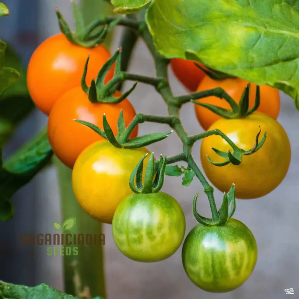 Sungold Tomato Seeds for Home Garden, Easy-to-Grow Cherry Tomato Seeds