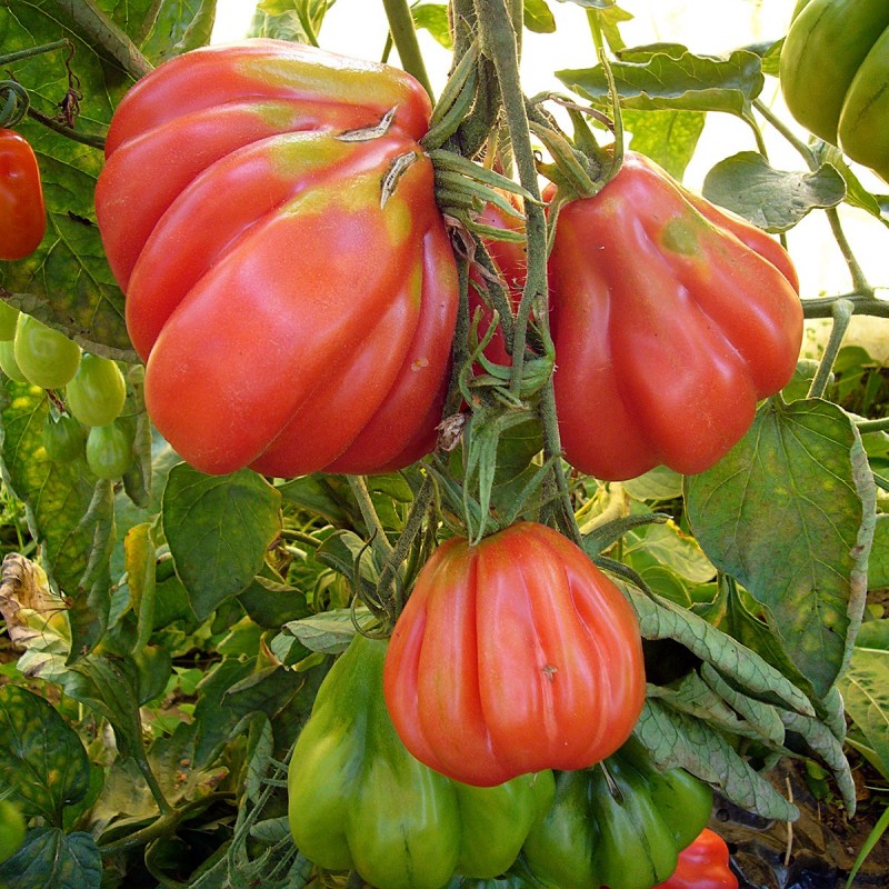 Tlacolula Tomato Seedling from Seeds, Home Garden Vegetable