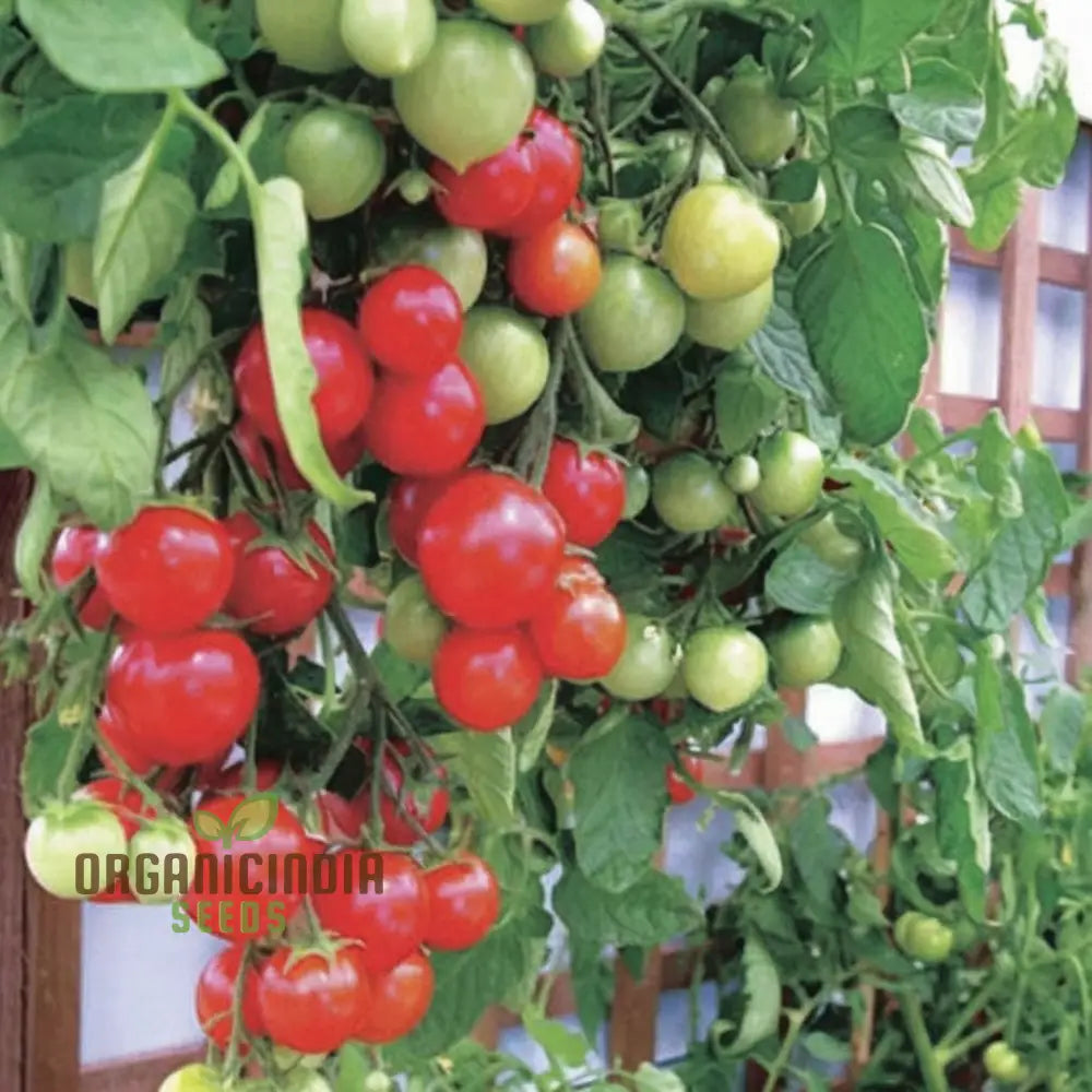 Mature Tumbler Tomato Plant from Seeds, Bushy Compact Tomato Plant