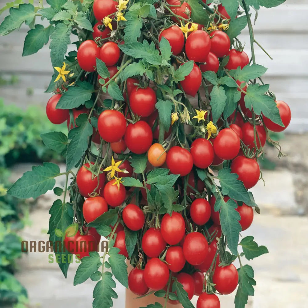 Tumbler Tomato Seedling Growing in Garden, Easy-to-Grow Cherry Tomatoes