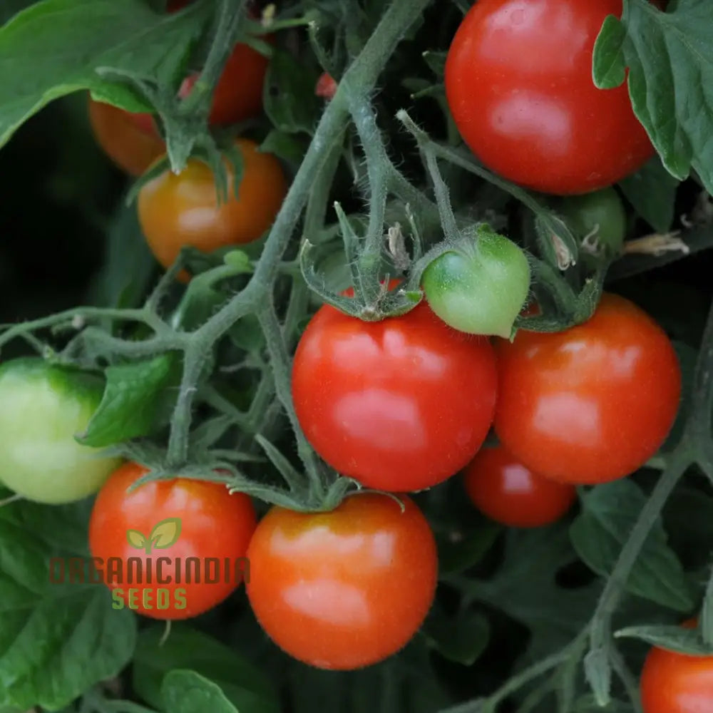 Mature Totem Tomato Plant from Seeds, High-Yield Compact Variety