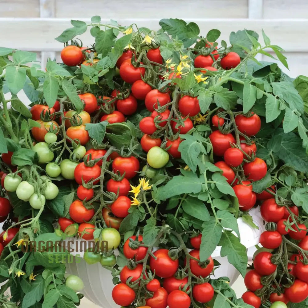 Totem Tomato Seeds for Garden, Compact and Productive Tomato Variety