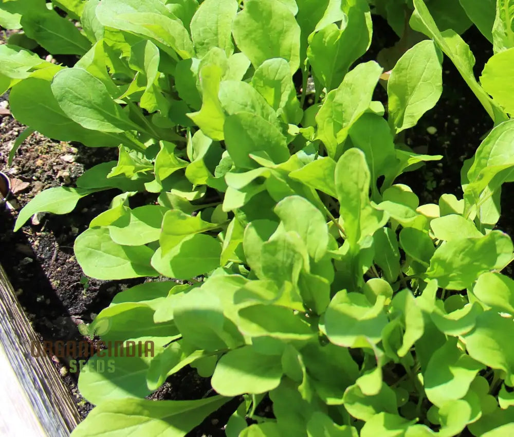 Closeup of Touch of Apollo Arugula Leaves, Homegrown Peppery Greens